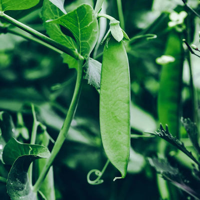 Beta-Sitosterol